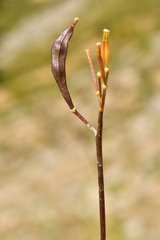 Brassica repanda repanda
