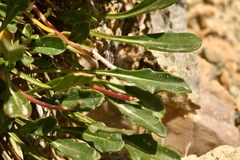 Brassica repanda repanda