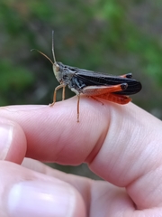 Stenobothrus rubicundulus