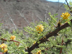 Vachellia pacensis