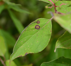 Parallelodiplosis subtruncata