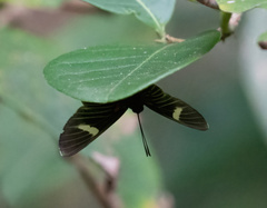 Melanis electron