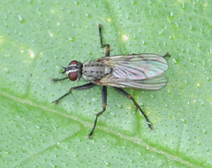 Diptera