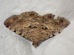 Polydesma