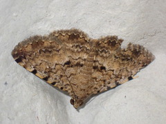 Polydesma