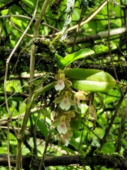 Leochilus crocodiliceps