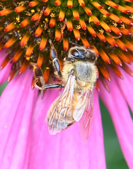 Apis mellifera
