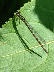 Coenagrion resolutum