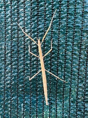 Clonopsis gallica