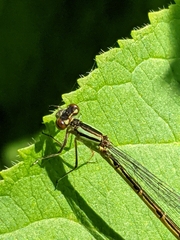 Coenagrion resolutum