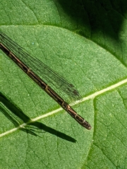 Coenagrion resolutum