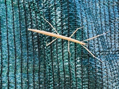 Clonopsis gallica