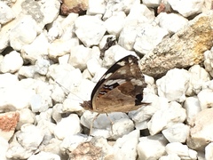 Junonia oenone oenone