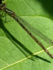 Coenagrion resolutum