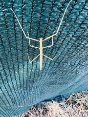 Clonopsis gallica