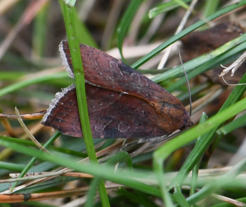 Wedgling Moth, Michigan, US, photo 10 of 10