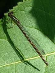 Coenagrion resolutum