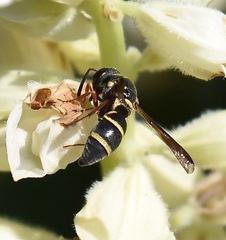 Parancistrocerus fulvipes