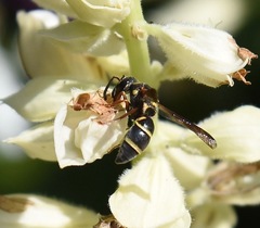 Parancistrocerus fulvipes
