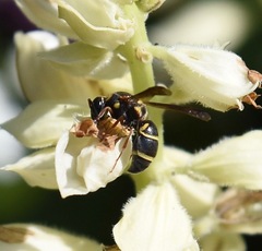 Parancistrocerus fulvipes