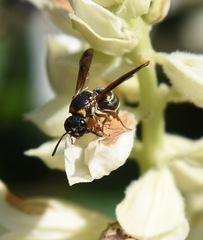 Parancistrocerus fulvipes