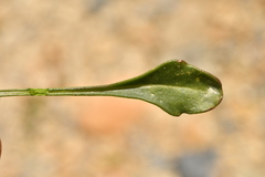 Brassica repanda repanda