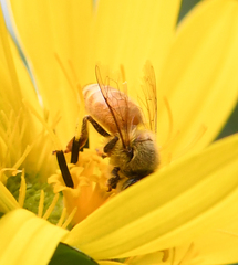 Apis mellifera