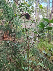 Alyxia ruscifolia