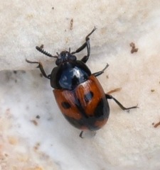 Diaperis maculata