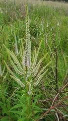 Veronicastrum virginicum