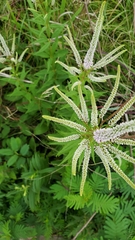 Veronicastrum virginicum