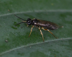 Allantus cinctus