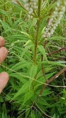 Veronicastrum virginicum