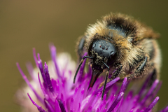 Bombus sylvarum