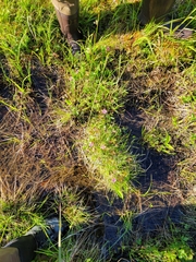 Rubus arcticus acaulis