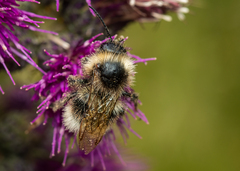 Bombus sylvarum
