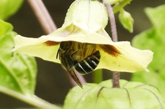 Colletes latitarsis
