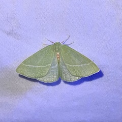 Chlorosea banksaria