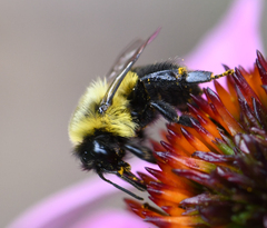 Bombus impatiens