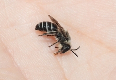 Colletes latitarsis