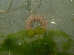 Urticina clandestina