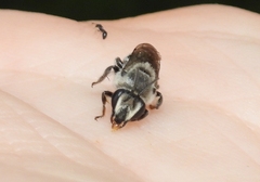 Colletes latitarsis