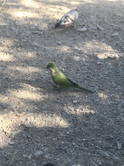 Myiopsitta monachus