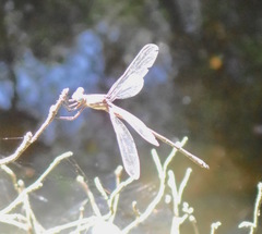 Archilestes californicus
