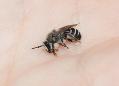 Colletes latitarsis