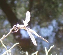 Archilestes californicus