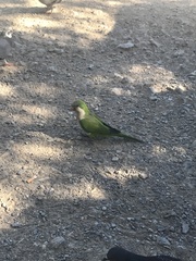 Myiopsitta monachus