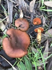 Cortinarius clelandii