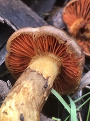 Cortinarius clelandii