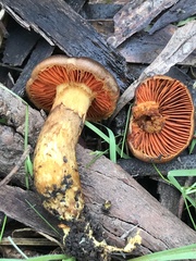 Cortinarius clelandii